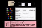 Foto (Objekt + Etikett) von Nodoprosopon ornatum (von Meyer, 1842)  (NHMW-GEO-1990-0041-3160)
